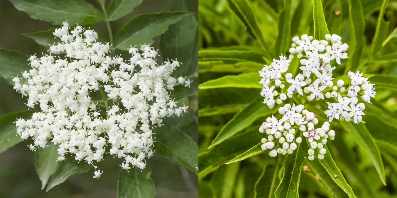 Dettaglio di grappoli di fiori di sambuco bianchi e profumati, con foglie verdi sullo sfondo.