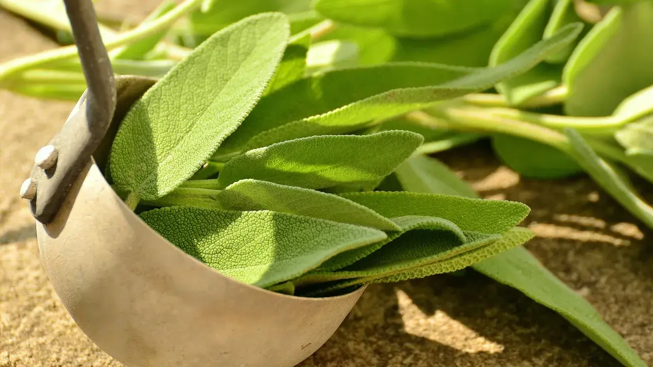 Foglie di salvia fresca in un mestolo, pronte per essere conservate. Un modo semplice per preservare il loro aroma.