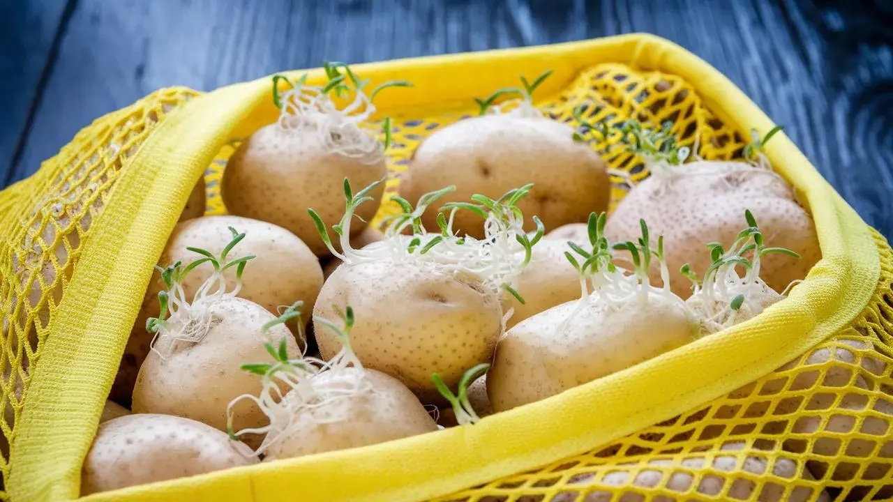 Patate germogliate in una retina gialla. Per capire come conservare le patate, osserva questi germogli: indica che sono pronte per essere piantate o consumate presto.