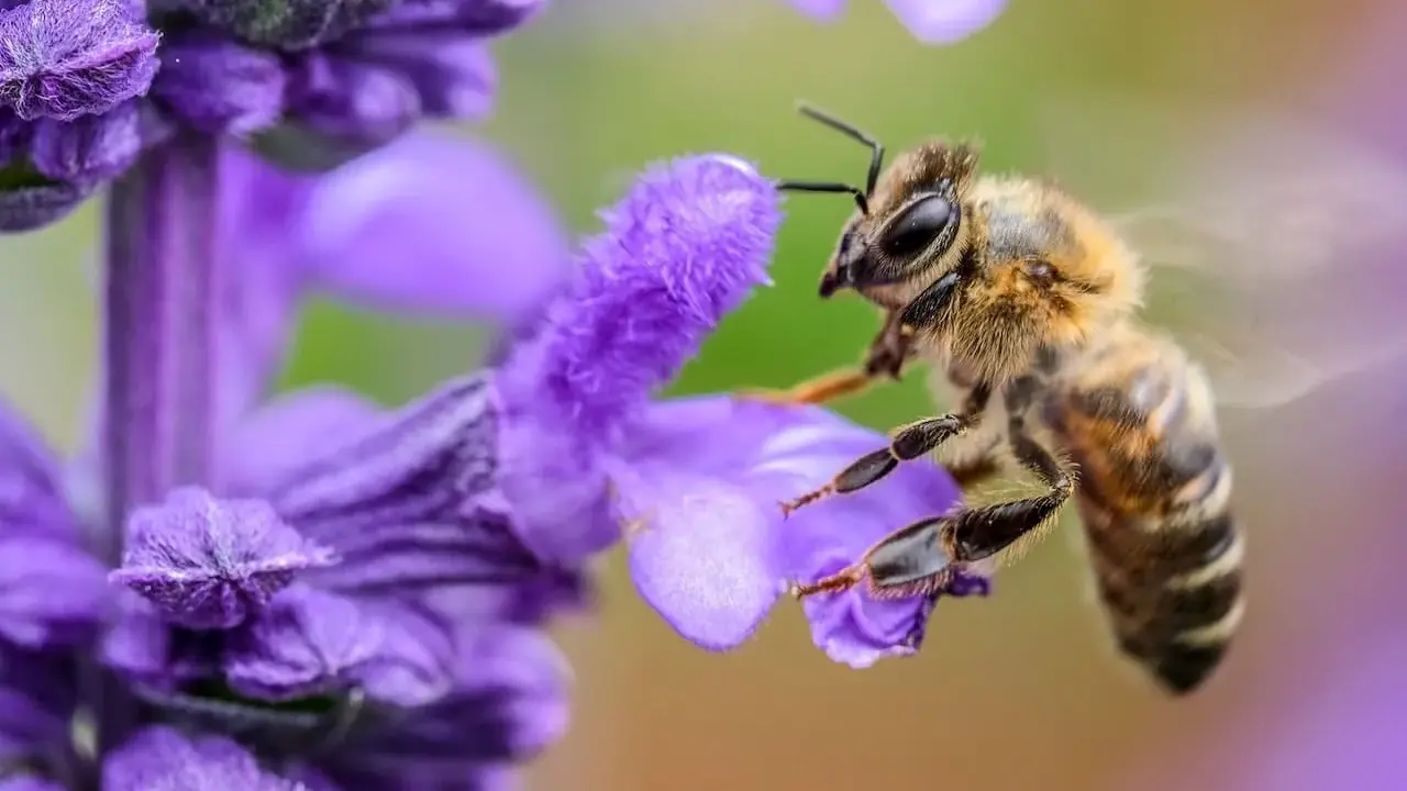 Un'ape raccoglie nettare da un fiore viola, un passo fondamentale per capire come fanno il miele le api.