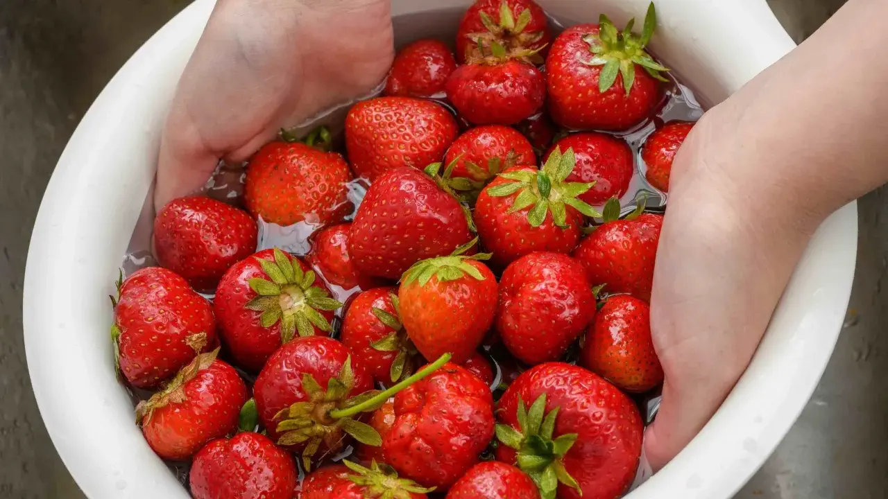 Mani che lavano fragole rosse in una ciotola bianca piena d'acqua. Un modo semplice per preparare questo frutto delizioso.