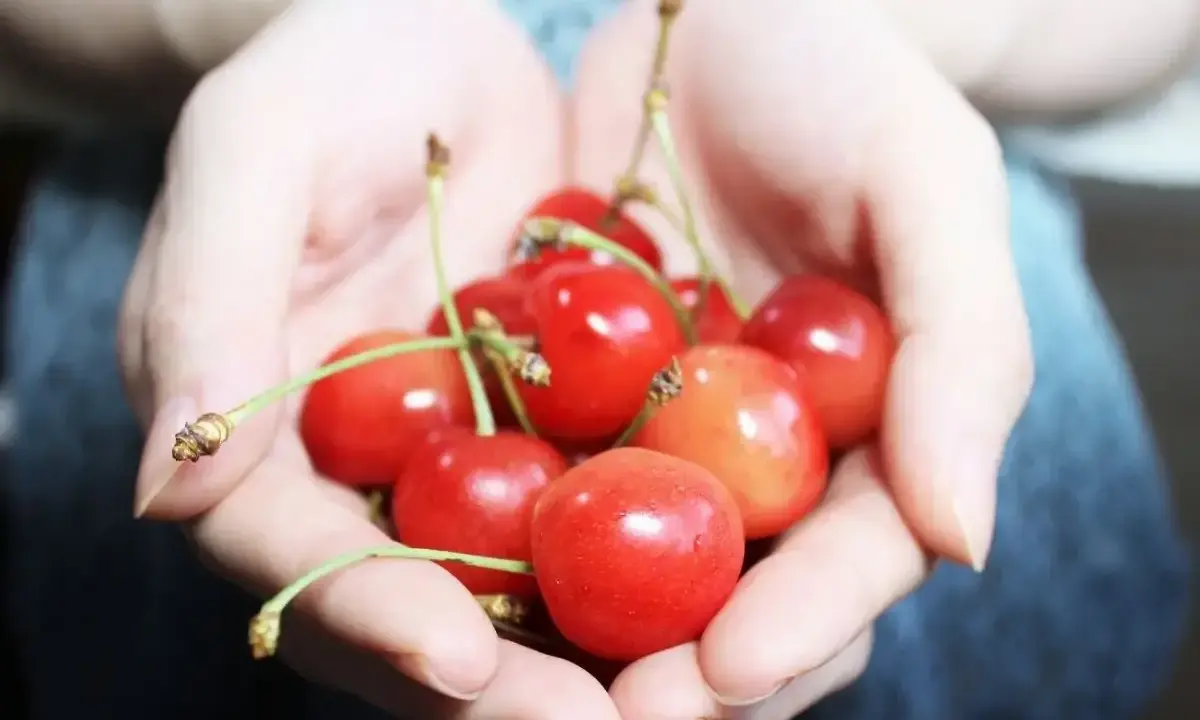 Mani che raccolgono visciole, cosa sono? Piccole ciliegie rosse e succose, un tesoro estivo.