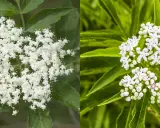 Dettaglio di grappoli di fiori di sambuco bianchi e profumati, con foglie verdi sullo sfondo.