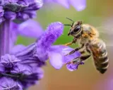 Un'ape raccoglie nettare da un fiore viola, un passo fondamentale per capire come fanno il miele le api.