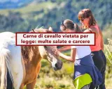 Due donne accarezzano un cavallo. Sopra, un cartello rosso e bianco avverte: "Carne di cavallo vietata per legge: multe salate e carcere".