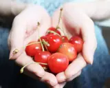 Mani che raccolgono visciole, cosa sono? Piccole ciliegie rosse e succose, un tesoro estivo.