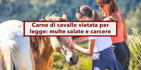 Due donne accarezzano un cavallo. Sopra, un cartello rosso e bianco avverte: "Carne di cavallo vietata per legge: multe salate e carcere".