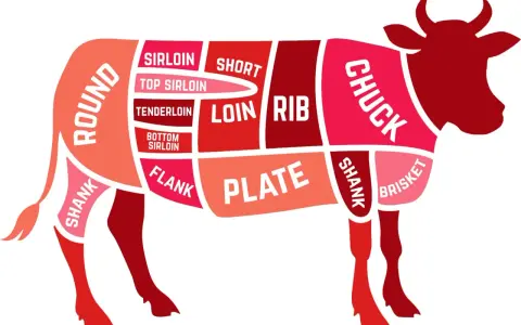 Schema dei tagli di carne bovina, evidenziato il codone di manzo (sirloin) e altre parti come chuck, rib, loin, flank, plate, brisket e shank.