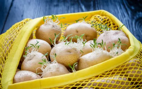 Patate germogliate in una retina gialla. Per capire come conservare le patate, osserva questi germogli: indica che sono pronte per essere piantate o consumate presto.