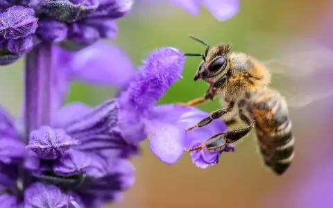 Un'ape raccoglie nettare da un fiore viola, un passo fondamentale per capire come fanno il miele le api.