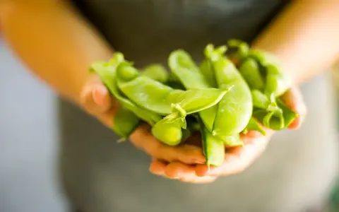 Mani che stringono baccelli di piselli freschi. Nonostante la loro apparenza salutare, c'è chi dice che i piselli fanno ingrassare.