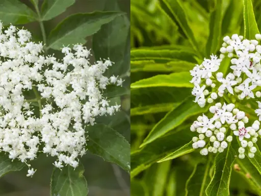 Dettaglio di grappoli di fiori di sambuco bianchi e profumati, con foglie verdi sullo sfondo.