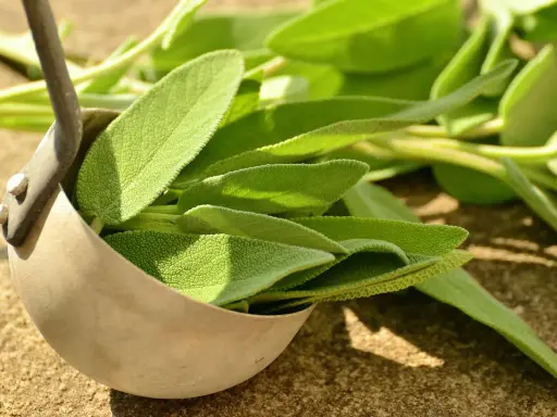 Foglie di salvia fresca in un mestolo, pronte per essere conservate. Un modo semplice per preservare il loro aroma.