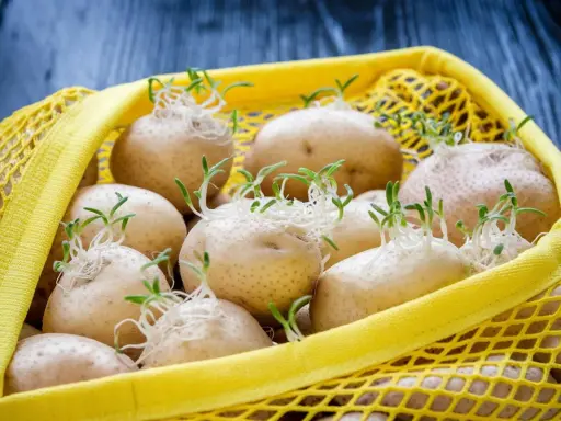 Patate germogliate in una retina gialla. Per capire come conservare le patate, osserva questi germogli: indica che sono pronte per essere piantate o consumate presto.