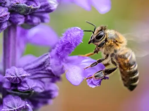 Un'ape raccoglie nettare da un fiore viola, un passo fondamentale per capire come fanno il miele le api.