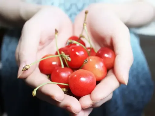 Mani che raccolgono visciole, cosa sono? Piccole ciliegie rosse e succose, un tesoro estivo.