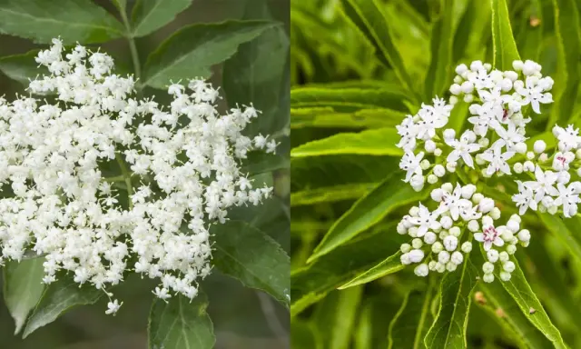 Dettaglio di grappoli di fiori di sambuco bianchi e profumati, con foglie verdi sullo sfondo.