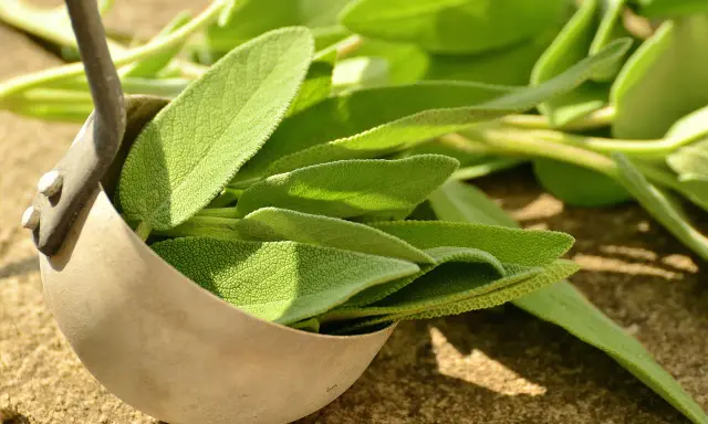 Foglie di salvia fresca in un mestolo, pronte per essere conservate. Un modo semplice per preservare il loro aroma.