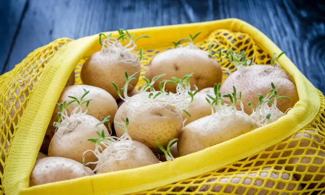 Patate germogliate in una retina gialla. Per capire come conservare le patate, osserva questi germogli: indica che sono pronte per essere piantate o consumate presto.