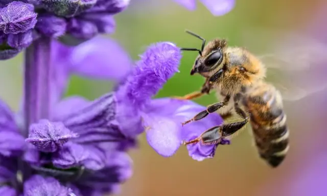 Un'ape raccoglie nettare da un fiore viola, un passo fondamentale per capire come fanno il miele le api.