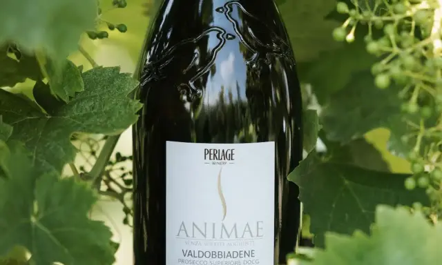 Prosecco Valdobbiadene DOCG "Animæ" senza solfiti aggiunti. I solfiti cosa sono? Conservanti naturali nel vino.