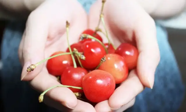 Mani che raccolgono visciole, cosa sono? Piccole ciliegie rosse e succose, un tesoro estivo.
