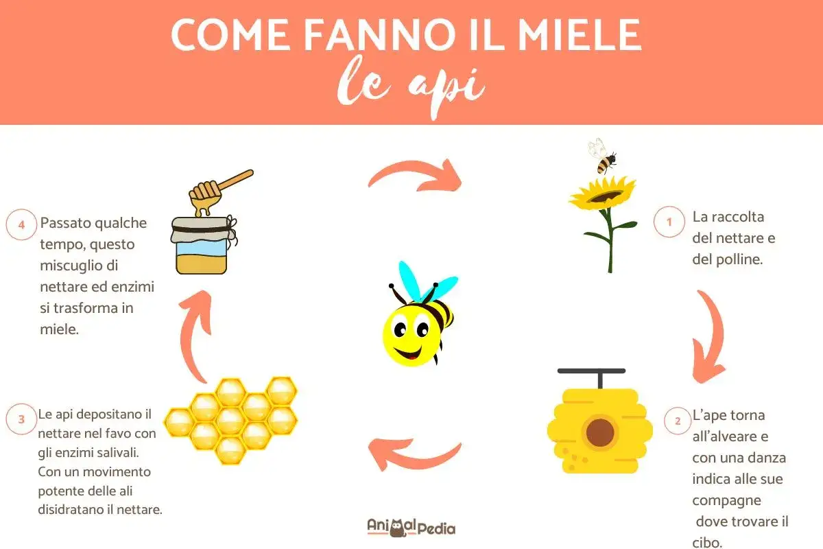 Le api raccolgono nettare, tornano all'alveare, depositano il nettare nel favo e lo disidratano. Dopo un po', questo miscuglio si trasforma in miele.
