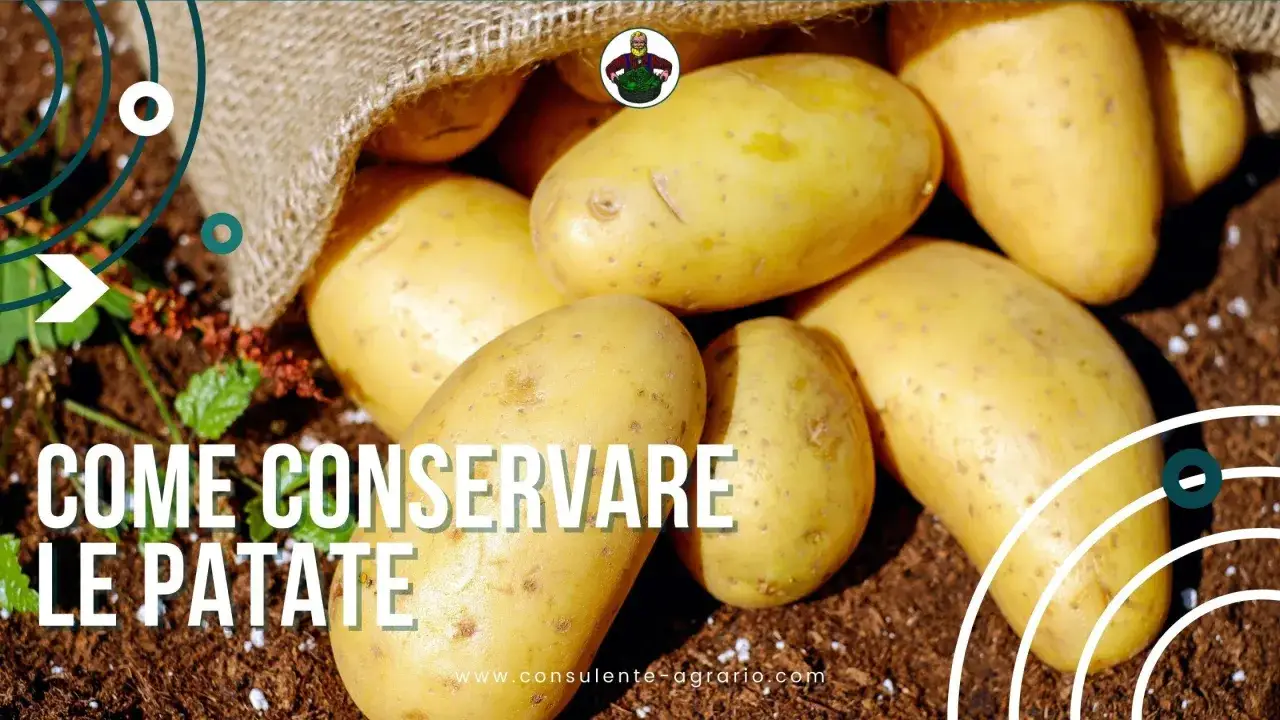 Patate fresche appena raccolte, pronte per essere conservate. Scopri come conservare le patate per mantenerle al meglio.