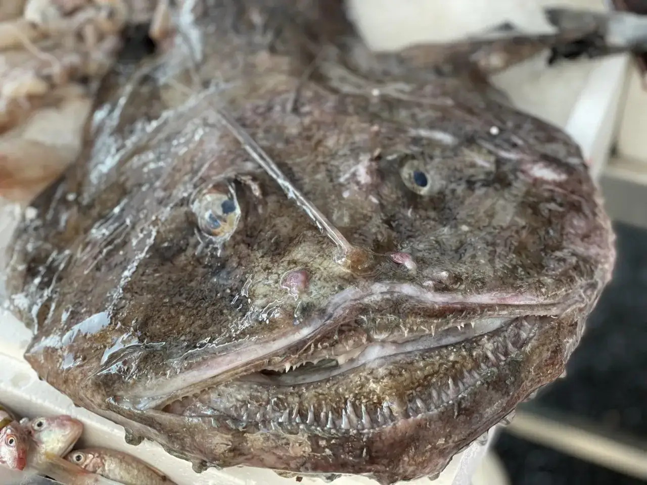 Primo piano di una coda di rospo con la bocca aperta e denti aguzzi. Sotto, alcuni pesciolini rossi.