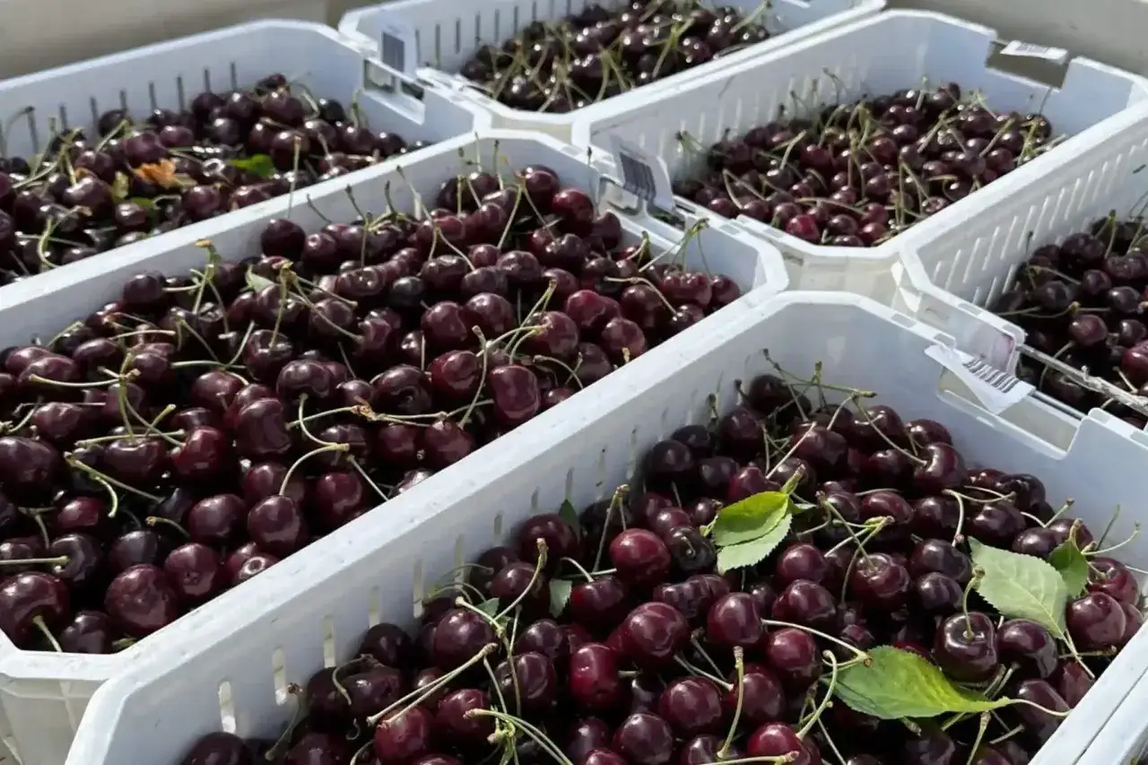 Ceste piene di ciliegie rosse e succose, pronte per essere gustate. Le ciliegie fanno bene, un vero concentrato di salute e sapore.